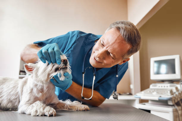 Best Dental Abscess Treatment in Federal Heights, CO